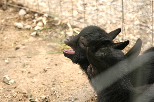 Watch a brave farmer rescue his goat from a huge snake using a clever trick