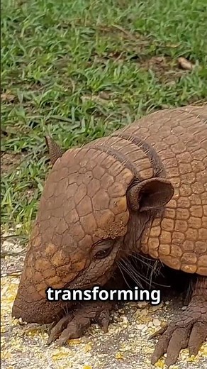 Armadillos: Nature's Little Tanks! #animals #wildlife #cute #facts #nature #shorts