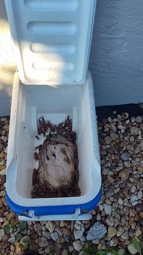 14K views · 1.5K reactions | How to keep fiddler crabs live for weeks #fishing #fyp #viral #floridalife | Fish On Channel | Facebook