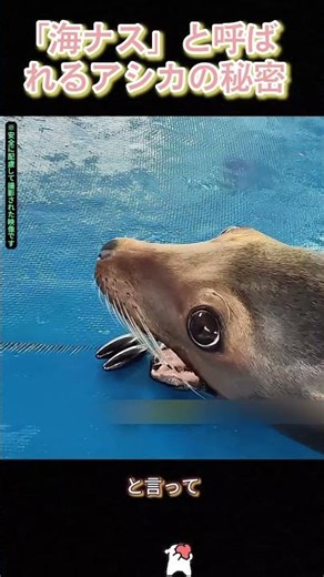 「海ナス」と呼ばれるアシカの秘密 #アシカ #海の生き物 #動物動画 #かわいい動物 #癒し動画 #水族館 #海洋生物 #動物のいる暮らし #AnimalShorts