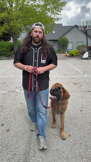 How to Train Your Dog to Walk Nicely on a Leash
