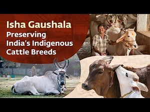Isha Gaushala – Preserving India’s Indigenous Cattle Breeds
