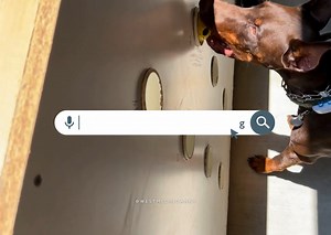 Did you know? Scent training isn’t just for detection dogs; it can be a fun and stimulating activity for any dog! Start by introducing your dog to a specific scent and reward them when they find it. This exercise enhances their natural sniffing abilities and provides mental enrichment. Learn more about how to get started with scent training by calling or sending us a message today! #TrainingTipTuesday #ScentTraining #DogTrainingTips #WestMichiganK9 #Enrichment | West Michigan K9 | Facebook