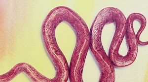 Thameen - Bohemian Infusion