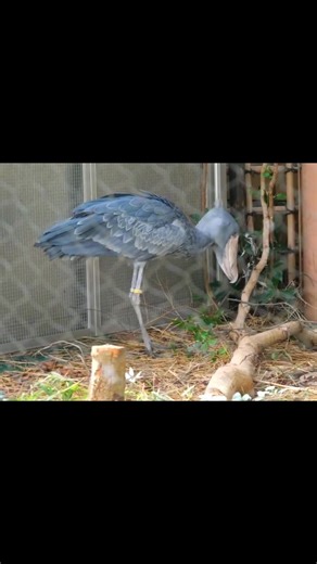 Shoebill stork 🦤 | The Shoebill World