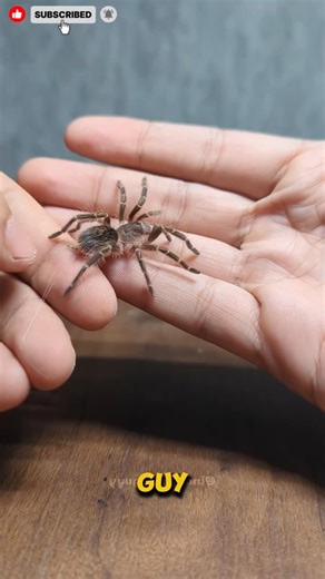 How to Set Up a Natural Tarantula Enclosure