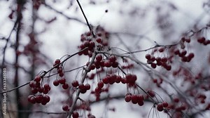 In late autumn, red viburnum berries hang on the tree. Ready viburnum harvest for harvesting. Stunning bunches of berries in the garden. close-up rowan tree. opulus