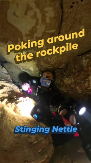 It's a lttle bit late for #tightsqueezetuesday so we're doing a #WombatWednesday because the bottom of Stinging Nettle definitely feels like a wombat warren #cavediving #caveexploration #visitlimestonecoast #soggywombats #diveexperience