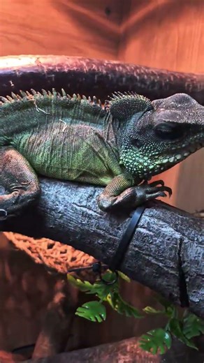 My chinese water dragon setup 🐉