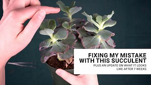 Do not make this common echeveria mistake