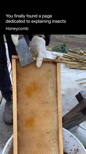 Explaining Insects 🦋 on Instagram: "Honeycomb is the wax structure built by bees inside their hive, made up of perfectly shaped hexagonal cells. These cells are used to store honey and pollen and to raise larvae. The hexagon shape isn’t random—it’s the most efficient design in nature, allowing bees to store the maximum amount of honey using the least amount of wax. Bees produce the wax from special glands on their bodies, then carefully shape it with their legs and mandibles. Honeycomb also hel