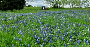 Drone Video:  Bluebonnet Park in Ennis