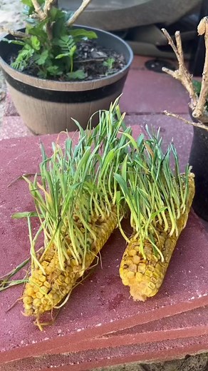 Plant and Grow Corn from Seed 🌽🌽🌽 #gardeninspiration #eatyougrow #garden | Eco Garden