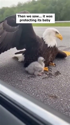 We Found a Lost Eagle on the Highway — Heres What It Was Protecting
