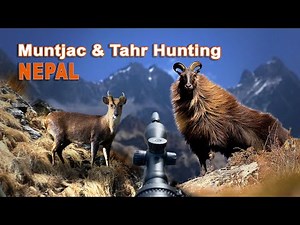 Muntjac & Tahr Hunting in Népal // Chasse au Muntjac & Tahr au Népal // 2021
