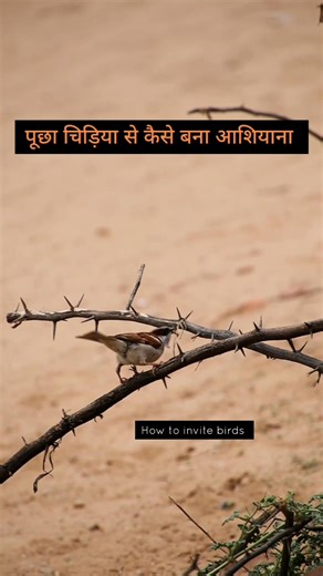 Nesting season struggles 🫰🏻 . . . #nestinhseasonstruggles #nestinhseason #birding #sparrowsnesting #sparrowconservation #howtoinvitebirds #birdfeeding #nest #nestmaking | How To Invite Birds
