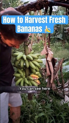 Harvesting Fresh Bananas in the Philippines 🇵🇭 #travel #food #philippines