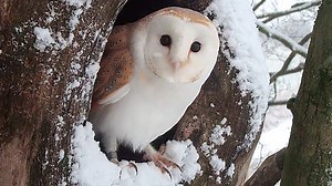 This barn owl is tucking its feet into its feathers to keep warm🦉 A film I made about how wildlife copes in the cold is on BBC's The One Show. Watch it on BBC One at 7pm ⏰ #TheOneShow | Robert E Fuller