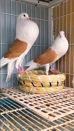 Types of pigeons - Voorburg Shield Cropper pigeon | fancy pigeon breeds #pigeon #birds #mrpets