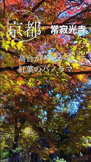 【京都】高台から眺める常寂光寺の秋の紅葉 2025.11.16訪問