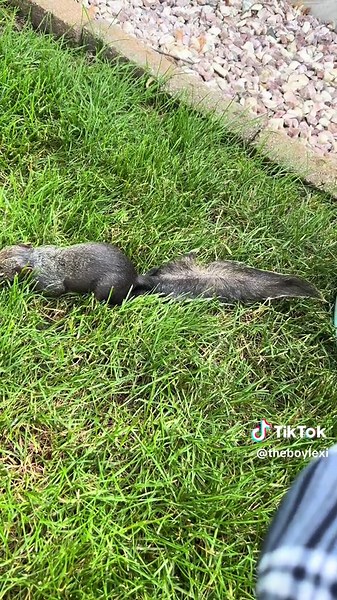Rescuing a Squirrel Stuck in a Pool - Emotional Encounter