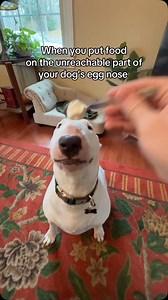 137K views · 4.2K reactions | The tables have turned! #dogs #meme #comedy #funny #cutedogs #mean #rude | MisterMainer | Facebook