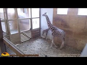 Animal Adventure Giraffe Cam - June 1