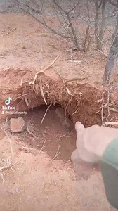 Real life patrolling with the Ranger K9 unit in the bush looking for poachers!! #foryou #rangers #dogs #k9unit #patrol #bush #poachers #dangerous #wildlife #antipoaching #apu #wildlifeprotection #conservation #southafrica #viral #foryoupage #fyp #fy | Nick Duranty