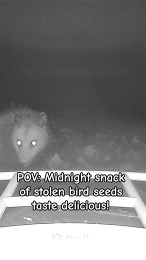 Yum! #birdfeeder #nature #possums #omnivores #marsupials #opposum #nightlife #wildlife #trailcam