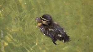 Ducklings eating feeding at water of river in a park lake. Duck family together in row. Stock Video