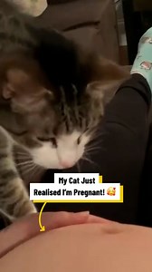 The Moment My Cat Just Realised I'm Pregnant 🤰🥰 | Lovimals