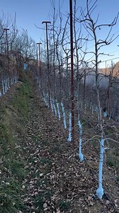 32K views · 777 reactions | Dark baron @ 7800 ASL. DarkBaron #HighAltitudeGrowth #MountainBotany #NatureWonders #PlantScience | Inderprastha Orchards | Facebook