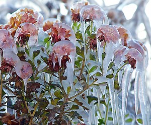 Map shows states facing frost advisory as temperatures to plunge