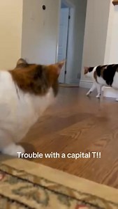 Sneak attack!! 😼 | Little Paws Cat Sitting