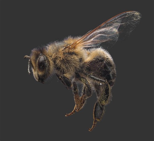 gaussian splat of a honeybee (apis, "Honigbiene")Shot with 111 perspectives, with 16 photo stacked images, f/18, 90mm Tamron macro lens and 20mm extension.The honeybee is a hairy little creature,… | Dany Bittel | 143 comments