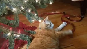 Holiday cheer! 🎄 | Cat Vines