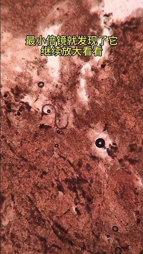 Oyster Microscopic World Popular Science