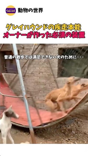 グレイハウンドの疾走本能 オーナーが作った必須の装置