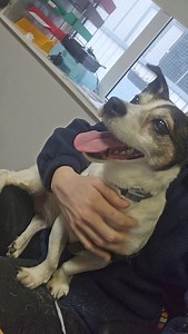 Assisi Animal Sanctuary on Reels