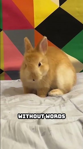 Why Rabbits Bunny Hop When They’re Happy! 🐰💞 | Cute Bunny Facts You’ll Love