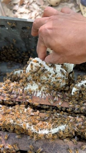 Wow! Cleaning new beehive which a grows on bee frame #insects #beekeeping #sweet #savethebees