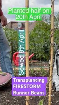 Transplanting runner beans to the allotment #gardening