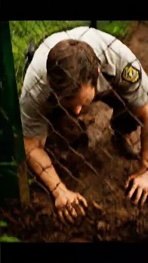 Warning: Extreme Cuteness! Adorable Tiger Cub Playtime