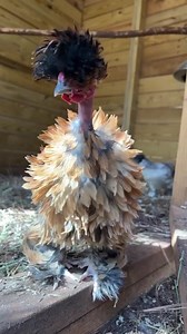 Chickens are the most abused land animal on the planet 🐣 More than 70 Billion chickens are killed each year for food, more than all other land animals combined. And almost all live their short lives in awful intensive factory farms - viewed as merely meat & egg machines. 😖 Free range hens - considered the kinder choice - meet the same fate living only a fraction of their lives in unnaturally crammed spaces. Chickens think and feel, love and hate, and experience all the emotions in between. You