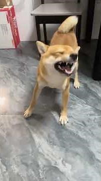 Why Do Dogs Sneeze? 🐶 Common Reasons & Funny Dog Sneezes!