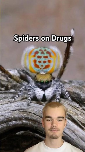 What Happens When You Give Spiders Drugs?
