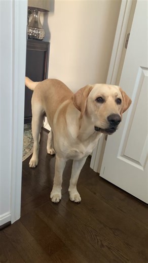Playful Yellow Labrador Retriever Puppy