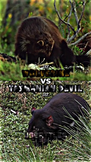Wolverine vs Tasmanian Devil #wolverine #tasmaniandevil #edits #fyp #jsbattles