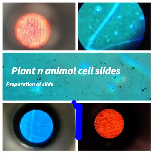 slides making#plant cell# education