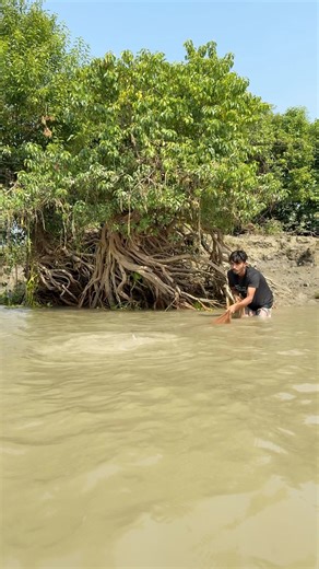 Big size fish cast net fishing #viralfishing #CastNetFishing #amazingvideo #villagelife | Fishing Sundarban BD